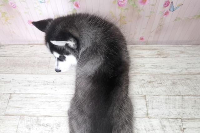 群馬県のシベリアンハスキー (Coo&RIKU前橋店/2025年11月28日生まれ/女の子/ブラックホワイト)の子犬の4枚目の画像