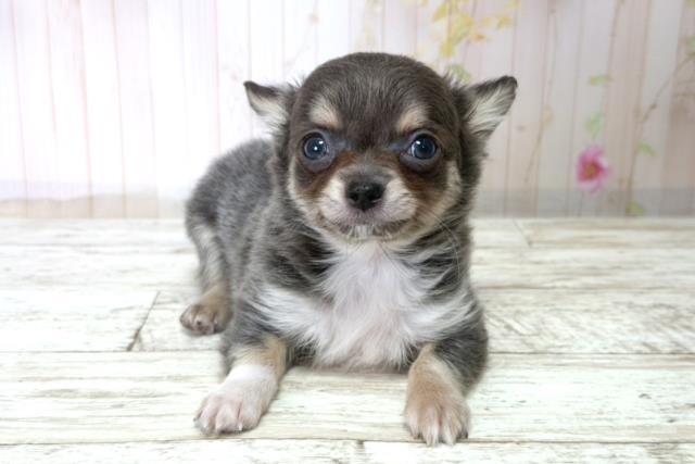 千葉県のチワワ(ロング) (Coo&RIKU木更津店/2025年11月10日生まれ/男の子/ブルーフォーン)の子犬の1枚目の画像