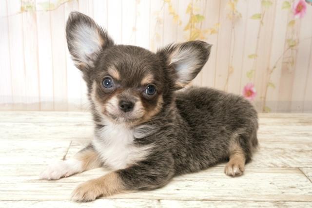 千葉県のチワワ(ロング) (Coo&RIKU木更津店/2025年11月10日生まれ/男の子/ブルーフォーン)の子犬の2枚目の画像