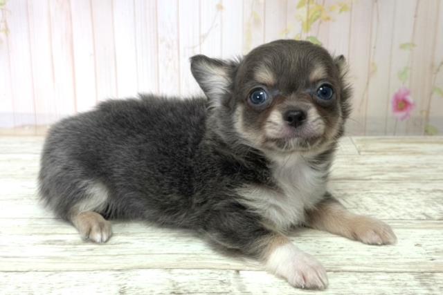 千葉県のチワワ(ロング) (Coo&RIKU木更津店/2025年11月10日生まれ/男の子/ブルーフォーン)の子犬の3枚目の画像