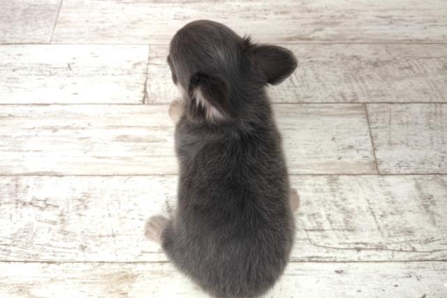 千葉県のチワワ(ロング) (Coo&RIKU木更津店/2025年11月10日生まれ/男の子/ブルーフォーン)の子犬の4枚目の画像