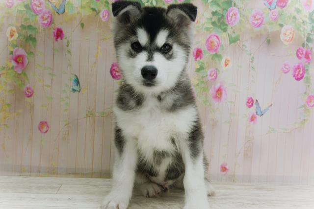 北海道のハーフ犬・ミックス犬 (Coo&RIKU札幌東店/2025年11月17日生まれ/男の子/シルバーホワイト)の子犬