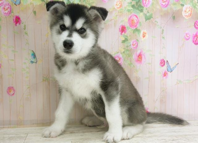 北海道のハーフ犬・ミックス犬 (Coo&RIKU札幌東店/2025年11月17日生まれ/男の子/シルバーホワイト)の子犬の2枚目の画像