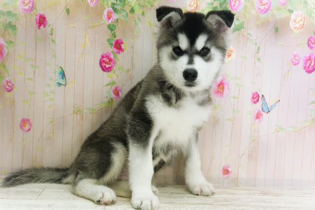 北海道のハーフ犬・ミックス犬 (Coo&RIKU札幌東店/2025年11月17日生まれ/男の子/シルバーホワイト)の子犬の3枚目の画像