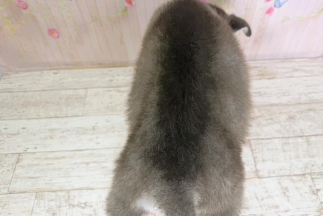 北海道のハーフ犬・ミックス犬 (Coo&RIKU札幌東店/2025年11月17日生まれ/男の子/シルバーホワイト)の子犬の4枚目の画像