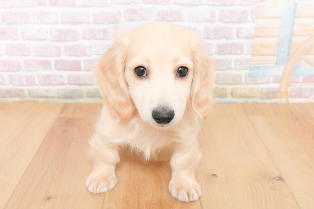 福島県のミニチュアダックスフンド(ロング) (Coo&RIKU郡山店/2025年11月27日生まれ/男の子/イエロー)の子犬の1枚目の画像