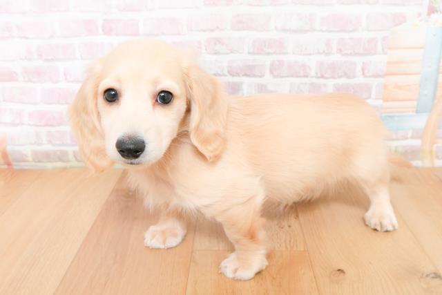 福島県のミニチュアダックスフンド(ロング) (Coo&RIKU郡山店/2025年11月27日生まれ/男の子/イエロー)の子犬の2枚目の画像