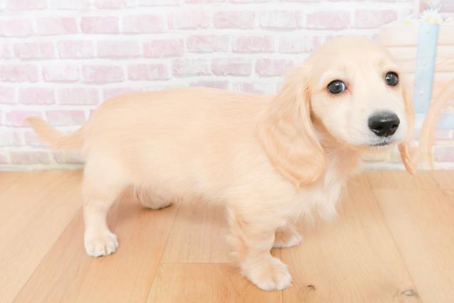 福島県のミニチュアダックスフンド(ロング) (Coo&RIKU郡山店/2025年11月27日生まれ/男の子/イエロー)の子犬の3枚目の画像