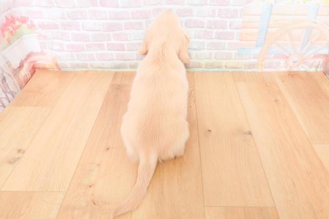 福島県のミニチュアダックスフンド(ロング) (Coo&RIKU郡山店/2025年11月27日生まれ/男の子/イエロー)の子犬の4枚目の画像