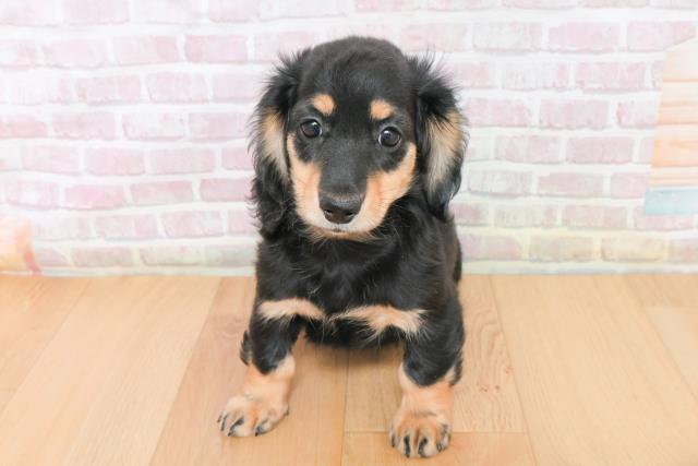 岩手県のミニチュアダックスフンド(ロング) (Coo&RIKU岩手盛岡店/2025年11月27日生まれ/女の子/ブラックイエロー)の子犬の1枚目の画像