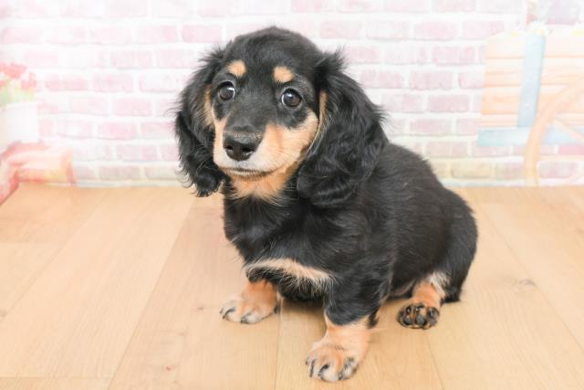 岩手県のミニチュアダックスフンド(ロング) (Coo&RIKU岩手盛岡店/2025年11月27日生まれ/女の子/ブラックイエロー)の子犬の2枚目の画像