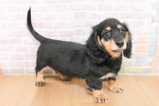 岩手県のミニチュアダックスフンド(ロング) (Coo&RIKU岩手盛岡店/2025年11月27日生まれ/女の子/ブラックイエロー)の子犬の3枚目の画像