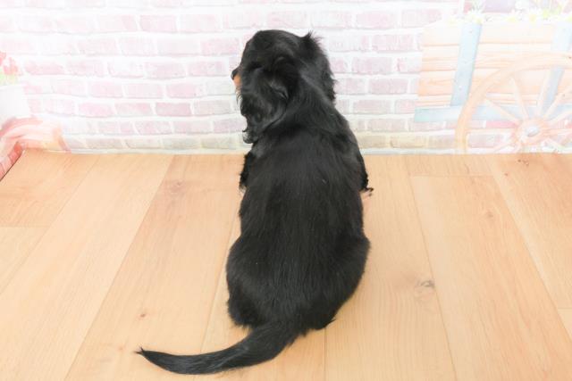 岩手県のミニチュアダックスフンド(ロング) (Coo&RIKU岩手盛岡店/2025年11月27日生まれ/女の子/ブラックイエロー)の子犬の4枚目の画像