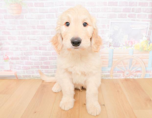 福島県のゴールデンドゥードゥル(ゴールデン×プードル) (Coo&RIKU郡山店/2025年11月28日生まれ/男の子/クリーム)の子犬の1枚目の画像