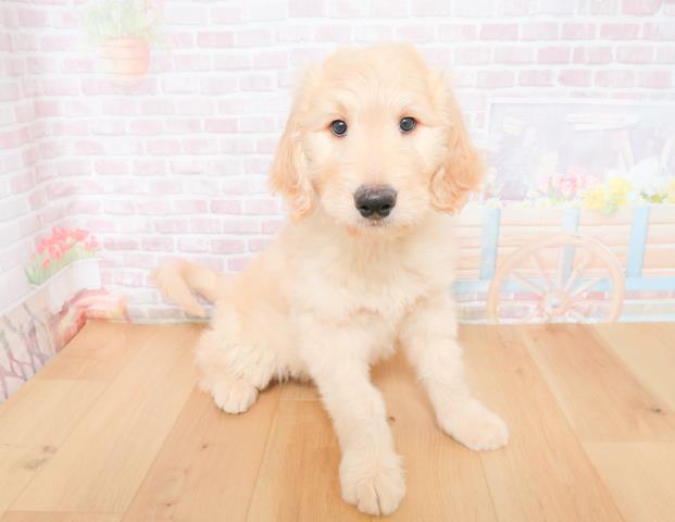 福島県のゴールデンドゥードゥル(ゴールデン×プードル) (Coo&RIKU郡山店/2025年11月28日生まれ/男の子/クリーム)の子犬の3枚目の画像