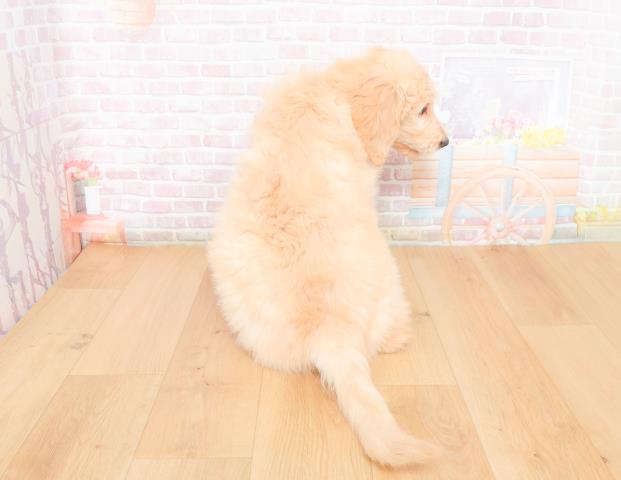 福島県のゴールデンドゥードゥル(ゴールデン×プードル) (Coo&RIKU郡山店/2025年11月28日生まれ/男の子/クリーム)の子犬の4枚目の画像