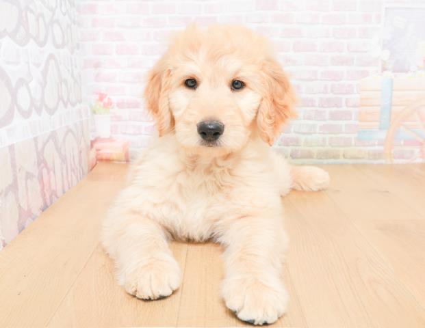 福島県のゴールデンドゥードゥル(ゴールデン×プードル) (Coo&RIKUいわき店/2025年11月28日生まれ/男の子/クリーム)の子犬の1枚目の画像