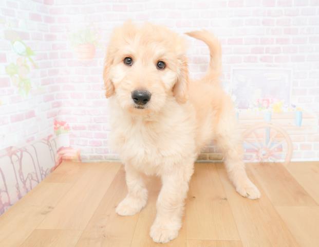 福島県のゴールデンドゥードゥル(ゴールデン×プードル) (Coo&RIKUいわき店/2025年11月28日生まれ/男の子/クリーム)の子犬の2枚目の画像