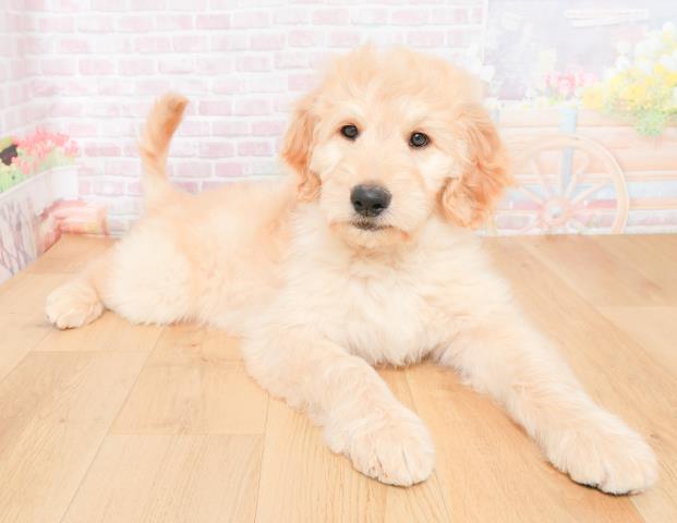 福島県のゴールデンドゥードゥル(ゴールデン×プードル) (Coo&RIKUいわき店/2025年11月28日生まれ/男の子/クリーム)の子犬の3枚目の画像