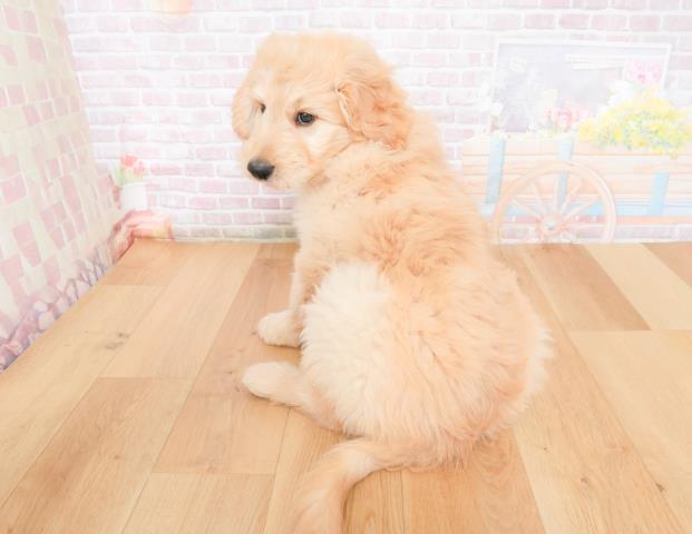 福島県のゴールデンドゥードゥル(ゴールデン×プードル) (Coo&RIKUいわき店/2025年11月28日生まれ/男の子/クリーム)の子犬の4枚目の画像