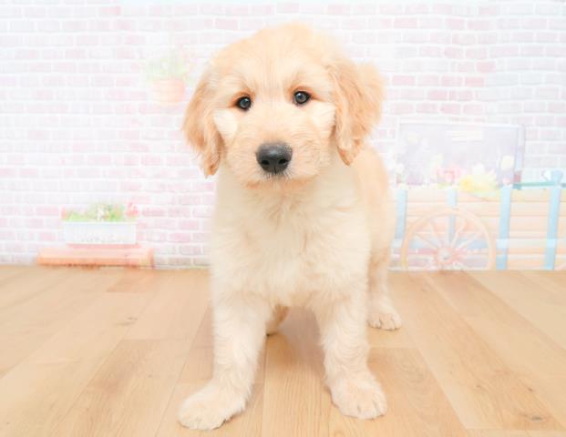 福島県のゴールデンドゥードゥル(ゴールデン×プードル) (Coo&RIKU福島店/2025年11月28日生まれ/男の子/クリーム)の子犬の1枚目の画像