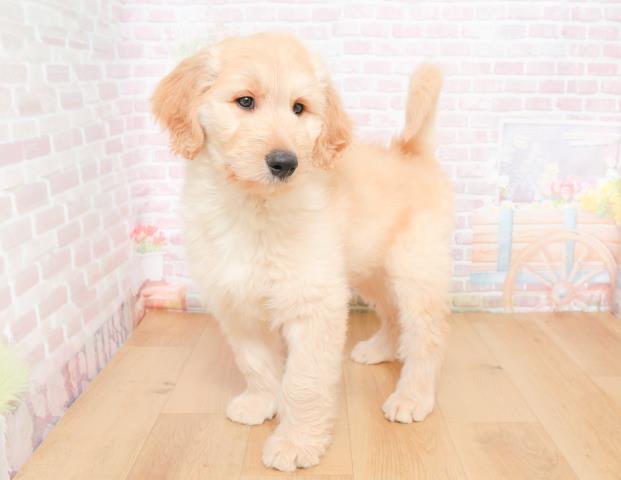 福島県のゴールデンドゥードゥル(ゴールデン×プードル) (Coo&RIKU福島店/2025年11月28日生まれ/男の子/クリーム)の子犬の2枚目の画像