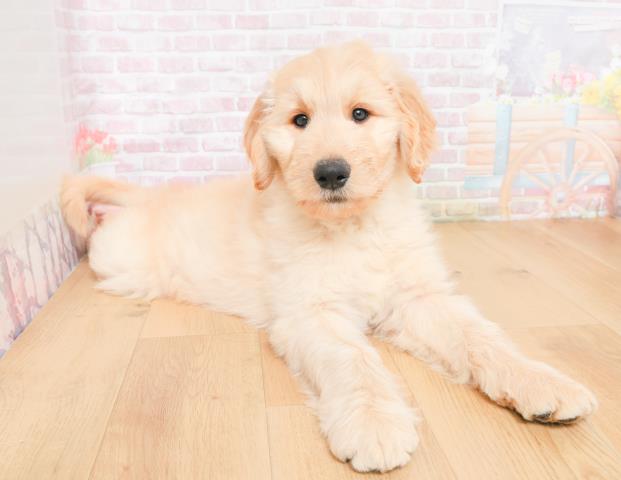 福島県のゴールデンドゥードゥル(ゴールデン×プードル) (Coo&RIKU福島店/2025年11月28日生まれ/男の子/クリーム)の子犬の3枚目の画像