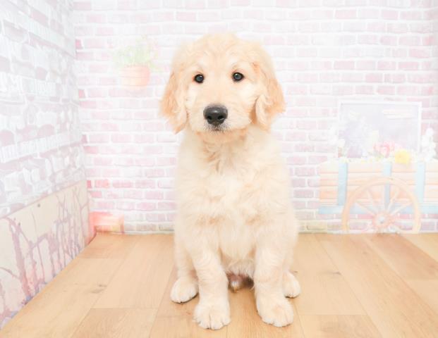 宮城県のゴールデンドゥードゥル(ゴールデン×プードル) (Coo&RIKUイオンタウン古川店/2025年11月28日生まれ/男の子/クリーム)の子犬の1枚目の画像