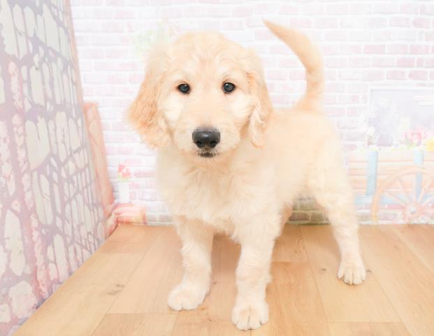 宮城県のゴールデンドゥードゥル(ゴールデン×プードル) (Coo&RIKUイオンタウン古川店/2025年11月28日生まれ/男の子/クリーム)の子犬の2枚目の画像