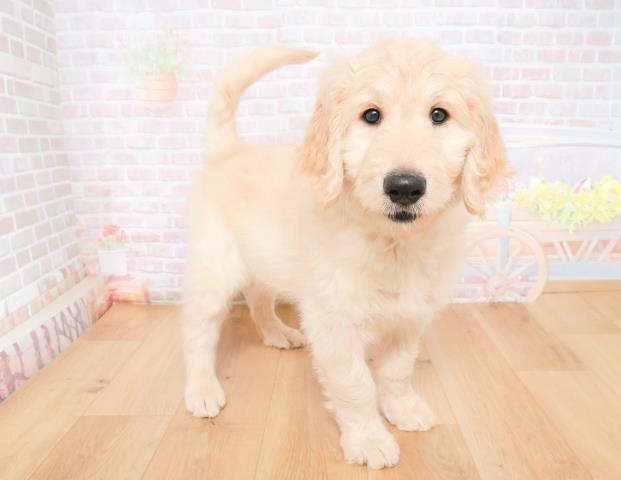 宮城県のゴールデンドゥードゥル(ゴールデン×プードル) (Coo&RIKUイオンタウン古川店/2025年11月28日生まれ/男の子/クリーム)の子犬の3枚目の画像