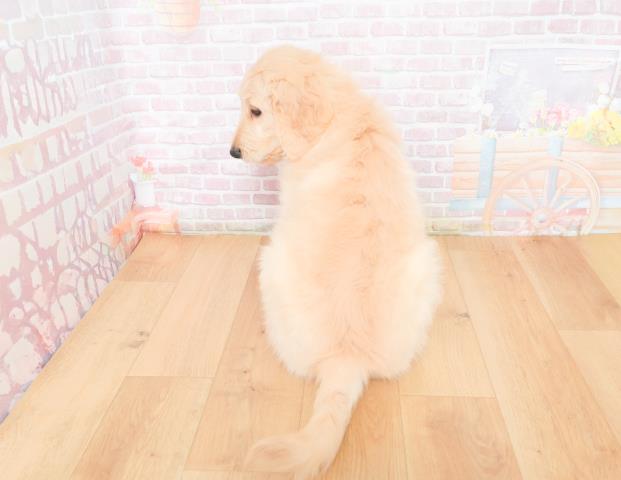宮城県のゴールデンドゥードゥル(ゴールデン×プードル) (Coo&RIKUイオンタウン古川店/2025年11月28日生まれ/男の子/クリーム)の子犬の4枚目の画像