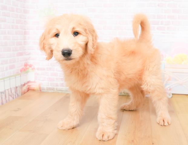 青森県のゴールデンドゥードゥル(ゴールデン×プードル) (Coo&RIKU弘前店/2025年11月28日生まれ/女の子/クリーム)の子犬の2枚目の画像