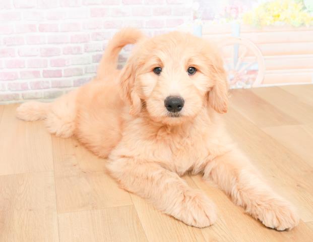 青森県のゴールデンドゥードゥル(ゴールデン×プードル) (Coo&RIKU弘前店/2025年11月28日生まれ/女の子/クリーム)の子犬の3枚目の画像