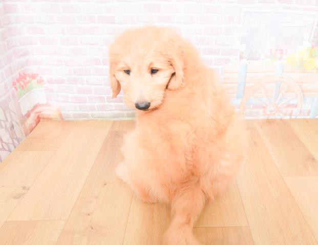 青森県のゴールデンドゥードゥル(ゴールデン×プードル) (Coo&RIKU弘前店/2025年11月28日生まれ/女の子/クリーム)の子犬の4枚目の画像