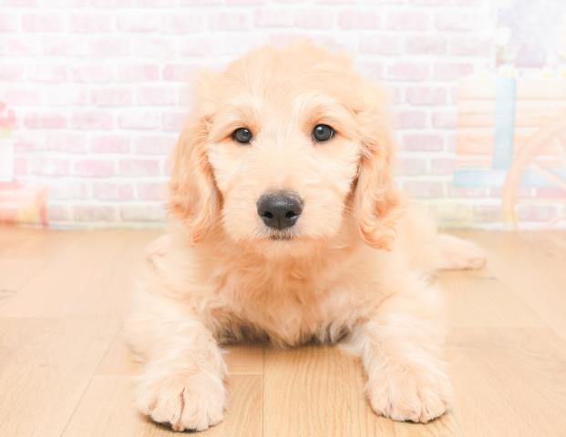 青森県のゴールデンドゥードゥル(ゴールデン×プードル) (Coo&RIKU八戸店/2025年11月28日生まれ/女の子/クリーム)の子犬の1枚目の画像