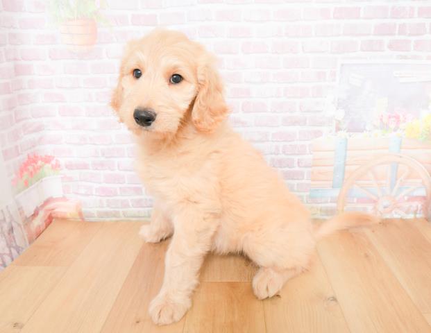青森県のゴールデンドゥードゥル(ゴールデン×プードル) (Coo&RIKU八戸店/2025年11月28日生まれ/女の子/クリーム)の子犬の2枚目の画像