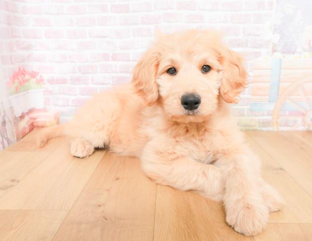 青森県のゴールデンドゥードゥル(ゴールデン×プードル) (Coo&RIKU八戸店/2025年11月28日生まれ/女の子/クリーム)の子犬の3枚目の画像