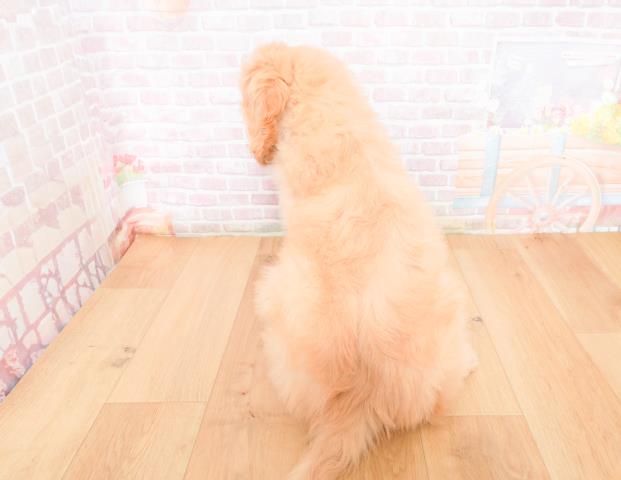 青森県のゴールデンドゥードゥル(ゴールデン×プードル) (Coo&RIKU八戸店/2025年11月28日生まれ/女の子/クリーム)の子犬の4枚目の画像