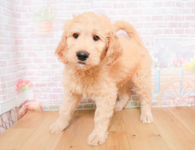 宮城県のゴールデンドゥードゥル(ゴールデン×プードル) (Coo&RIKU石巻店/2025年11月28日生まれ/女の子/クリーム)の子犬の2枚目の画像