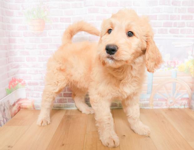 宮城県のゴールデンドゥードゥル(ゴールデン×プードル) (Coo&RIKU石巻店/2025年11月28日生まれ/女の子/クリーム)の子犬の3枚目の画像