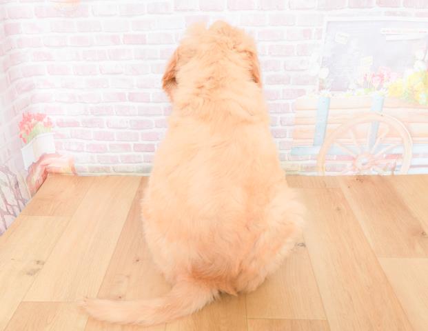 宮城県のゴールデンドゥードゥル(ゴールデン×プードル) (Coo&RIKU石巻店/2025年11月28日生まれ/女の子/クリーム)の子犬の4枚目の画像