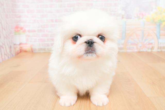 ペキニーズ