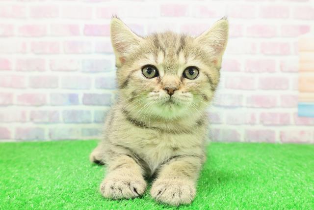 新潟県のミヌエット (Coo&RIKU新潟東店/2025年11月29日生まれ/女の子/ブラウンタビー)の子猫