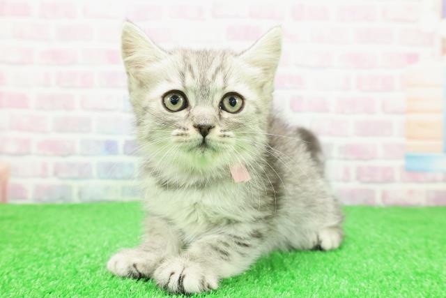 北海道のミヌエット (Coo&RIKU札幌東店/2025年11月29日生まれ/女の子/シルバータビー)の子猫の2枚目の画像