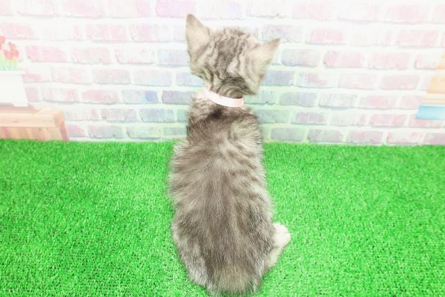 北海道のミヌエット (Coo&RIKU札幌東店/2025年11月29日生まれ/女の子/シルバータビー)の子猫の4枚目の画像