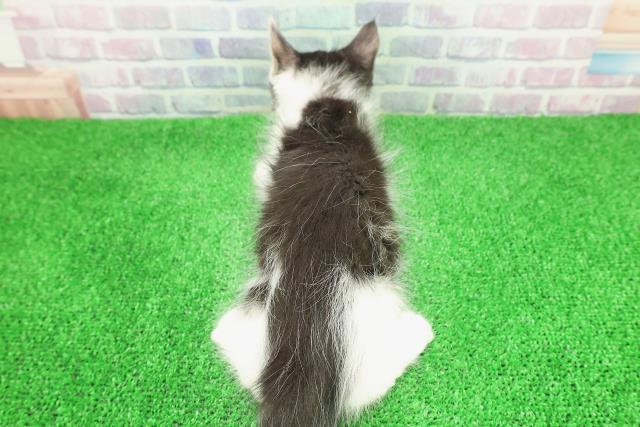 北海道のメインクーン (Coo&RIKU札幌東店/2025年11月26日生まれ/女の子/ブラウンタビーホワイト)の子猫の4枚目の画像