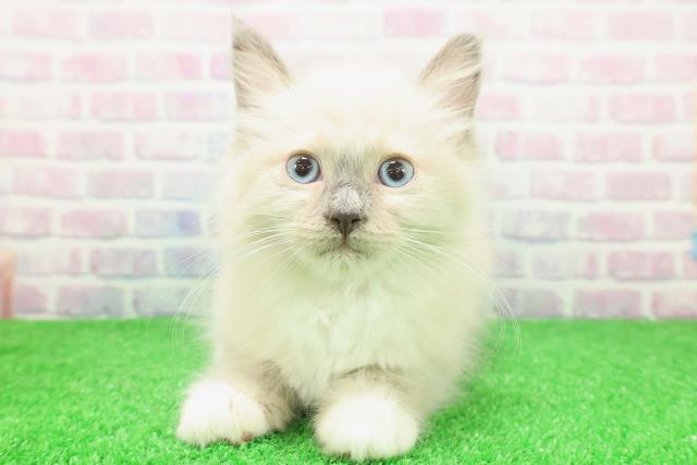 北海道のラグドール (Coo&RIKU釧路店/2025年11月19日生まれ/女の子/ブルーポイントミテッド)の子猫の1枚目の画像