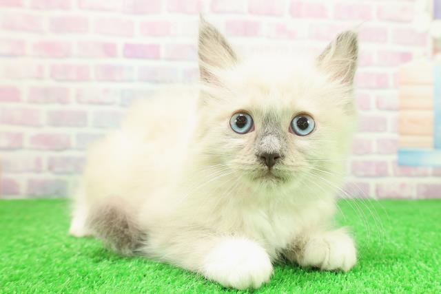 北海道のラグドール (Coo&RIKU釧路店/2025年11月19日生まれ/女の子/ブルーポイントミテッド)の子猫の3枚目の画像