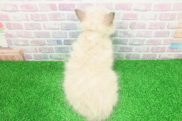 北海道のラグドール (Coo&RIKU釧路店/2025年11月19日生まれ/女の子/ブルーポイントミテッド)の子猫の4枚目の画像