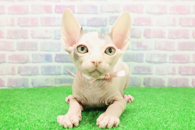東京都のスフィンクス (Coo&RIKU中野サンモール店/2025年11月25日生まれ/女の子/ブルーホワイト)の子猫の1枚目の画像